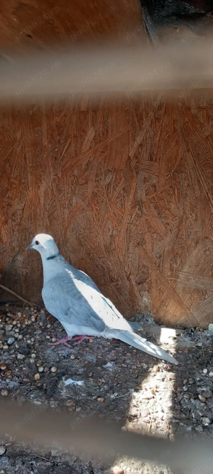 vand turture razatoare - imagine 5