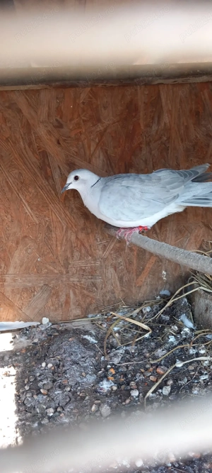 vand turture razatoare - imagine 3