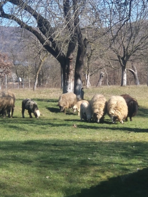 vand 8 oi cu miei - imagine 2