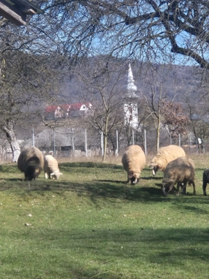 vand 8 oi cu miei - imagine 4