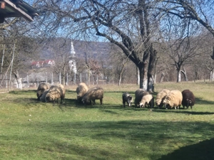 vand 8 oi cu miei - imagine 5