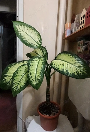 dieffenbachia 1.2m