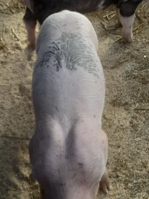 porc.        - imagine 2