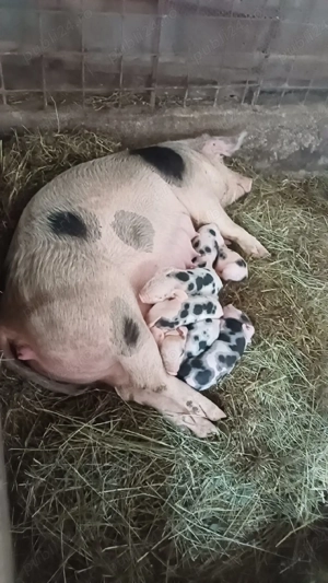 Vand purcea cu porci oferta