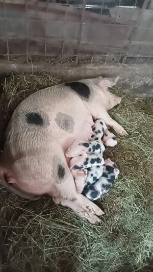 Vand purcea cu porci dupa ea oferta - imagine 3