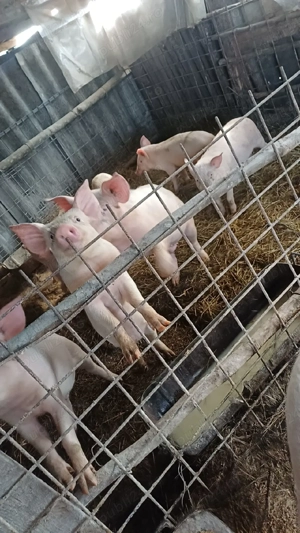 Vând porcii de casa  - imagine 2