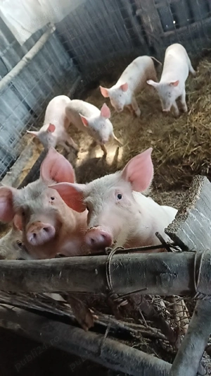 Vând porcii de casa 