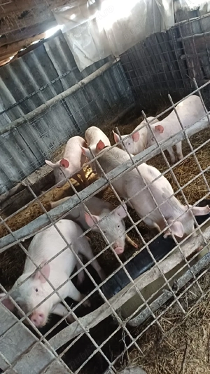 Vând porcii de casa  - imagine 3