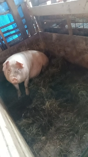 vand purcea genstanta trebuie sa fete