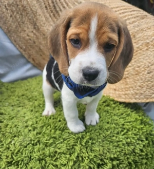 catelusi Beagle - imagine 3