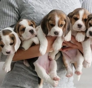 catelusi Beagle