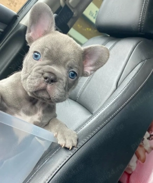 Cățeluși de buldog francez - imagine 5