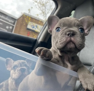 Cățeluși de buldog francez - imagine 2