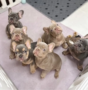 Cățeluși de buldog francez - imagine 3
