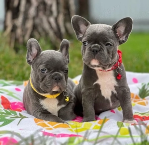 Cățeluși de buldog francez - imagine 4