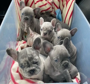 Cățeluși de buldog francez