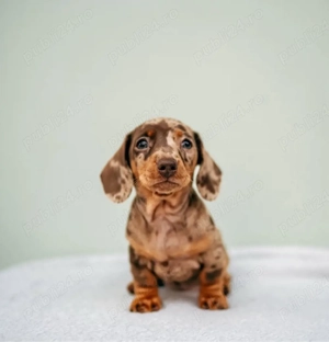 Căței de teckel - imagine 2