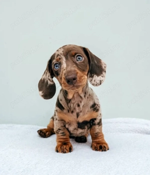 Căței de teckel - imagine 4