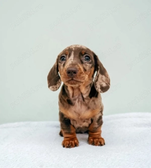 Căței de teckel - imagine 3