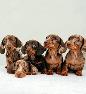 Căței de teckel - imagine 5