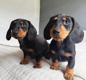 super Căței de teckel - imagine 3