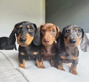 super Căței de teckel - imagine 4