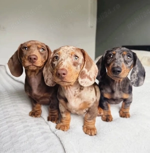 super Căței de teckel - imagine 2