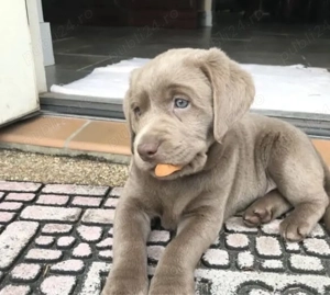 labrador Retriever welpen - imagine 4