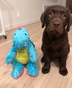 labrador Retriever welpen - imagine 3