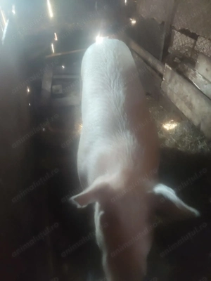 Vând purcea 250 kg prețul de 12,5 lei  în viu .Db   - imagine 2