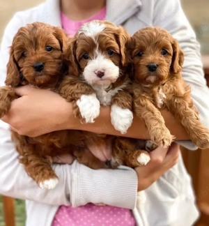 Mini catelusi Maltipoo - imagine 3