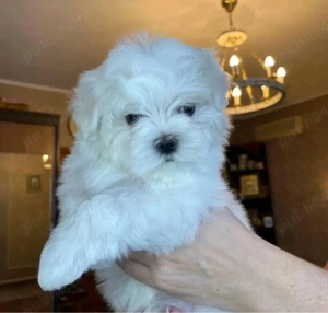 Mini catelusi maltezi - imagine 3