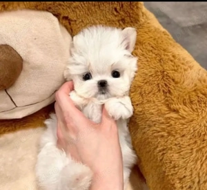 Mini catelusi maltezi - imagine 4