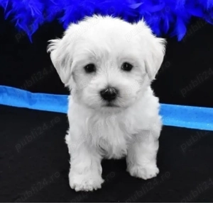 Mini catelusi maltezi - imagine 2