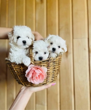 Mini catelusi maltezi