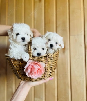 Mini catelusi maltezi - imagine 5