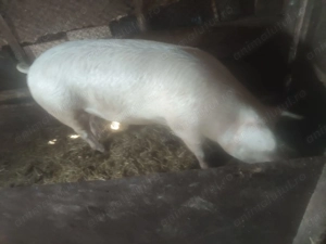 Vând purcea 250 kg prețul de 12,5 lei  în viu .Db   - imagine 3