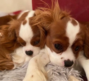 Cățeluși Cavalier King Charles spaniel - imagine 2