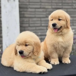 Căței de Golden Retriever