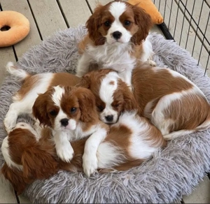 Cățeluși Cavalier King Charles spaniel