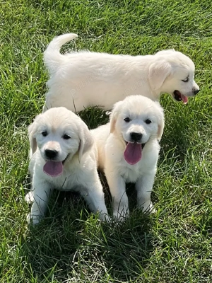 Căței de Golden Retriever - imagine 2