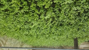 Leustean Verde la pahare 