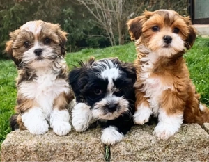 Mini catelusi havanezi - imagine 4