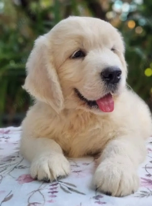 Căței de Golden Retriever - imagine 3