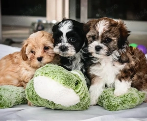 Mini catelusi havanezi - imagine 2