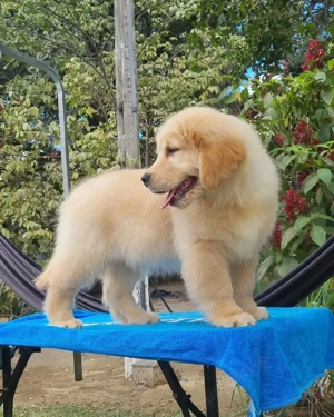 Căței de Golden Retriever - imagine 5