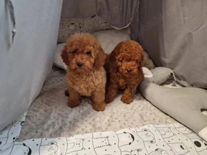 Pudeli jucării Toy mini - imagine 3