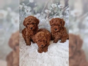 Pudeli jucării Toy mini - imagine 4