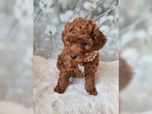 Pudeli jucării Toy mini - imagine 2