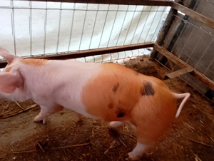 Pentru mai multe detali la telefon - imagine 2